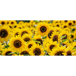 Girasoles