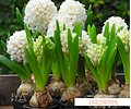 PACK BULBOS DE JACINTOS POLAR GIANT