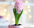 PACK BULBOS DE JACINTOS PINK SUPRICE
