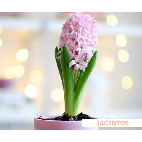 PACK BULBOS DE JACINTOS PINK SUPRICE