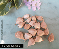 PACK BULBOS DE SPARAXIS 