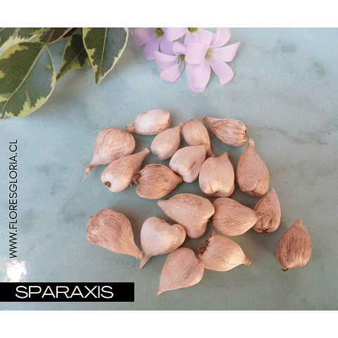 PACK BULBOS DE SPARAXIS 