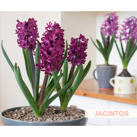 PACK BULBOS DE JACINTOS WOODSTOCK