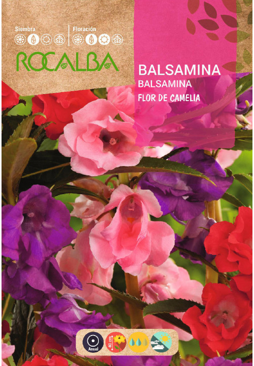BALSAMINA (Flor de Camelia)