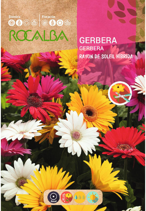 GERBERA
