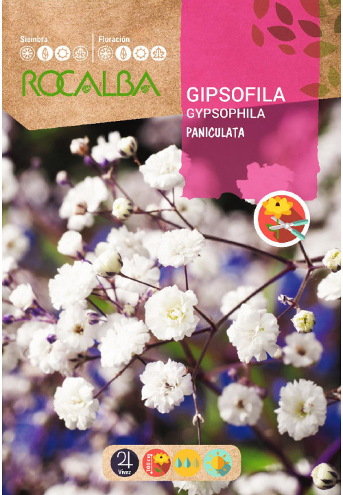 GIPSOPHILA PANICULATA