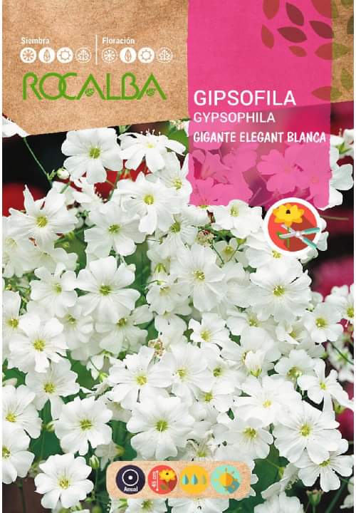 GIPSOPHILA BLANCA