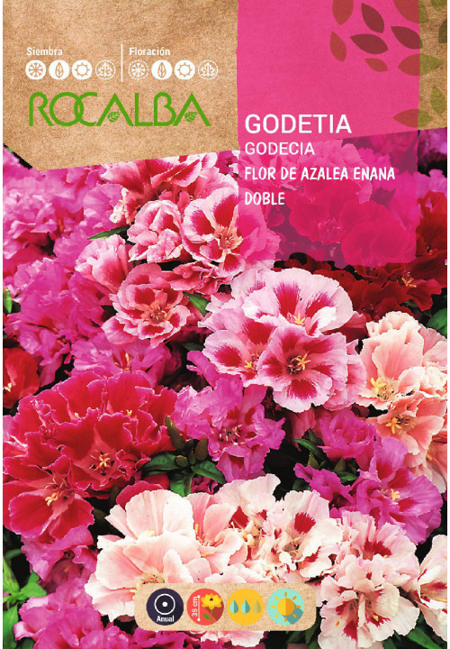 Godetia Doble (colores variados)