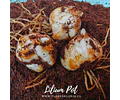 PACK LILIUM POT ROZALYN