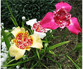 PACK BULBOS DE TIGRIDIA PAVONIA MIX