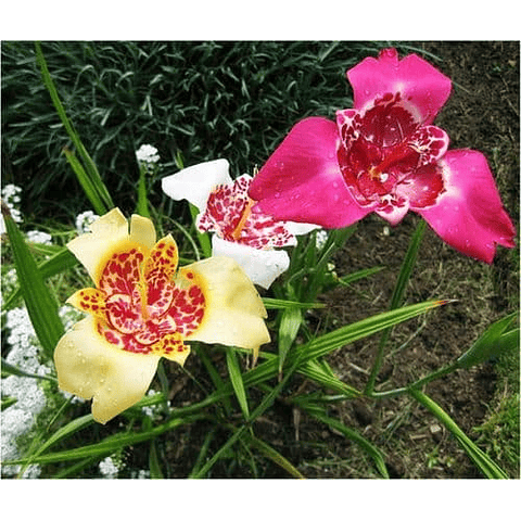 PACK BULBOS DE TIGRIDIA PAVONIA MIX