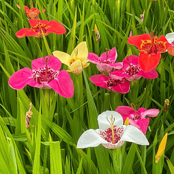 PACK BULBOS DE TIGRIDIA PAVONIA MIX