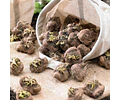PACK BULBOS DE LIATRIS ALBA