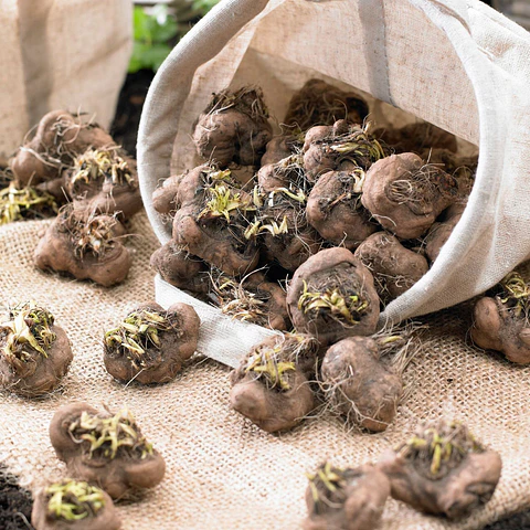 PACK BULBOS DE LIATRIS ALBA