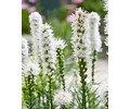 PACK BULBOS DE LIATRIS ALBA