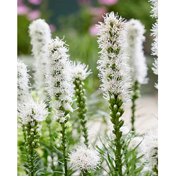PACK BULBOS DE LIATRIS ALBA