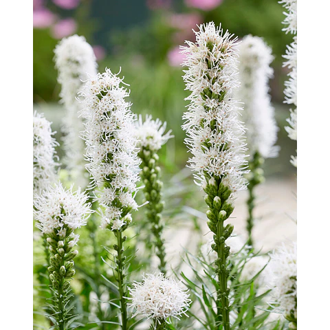 PACK BULBOS DE LIATRIS ALBA