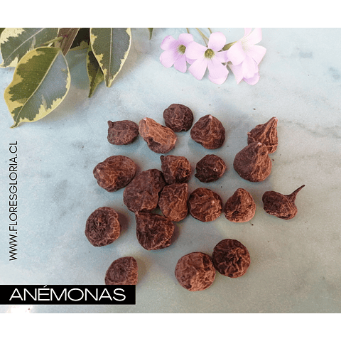 PACK BULBOS DE ANÉMONAS AZUL