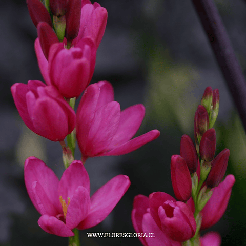 PACK BULBOS DE IXIAS MABEL