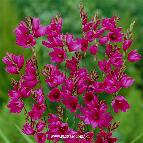 PACK BULBOS DE IXIAS MABEL