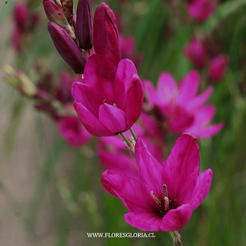 PACK BULBOS DE IXIAS MABEL