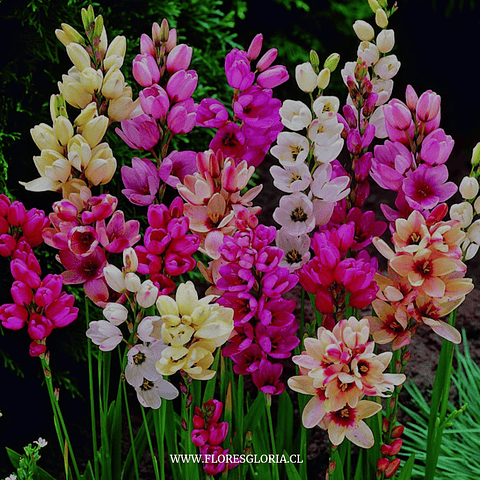 PACK BULBOS DE IXIAS MIX