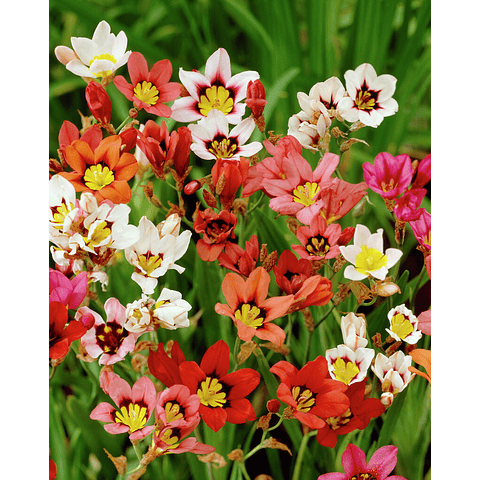 PACK BULBOS DE SPARAXIS 