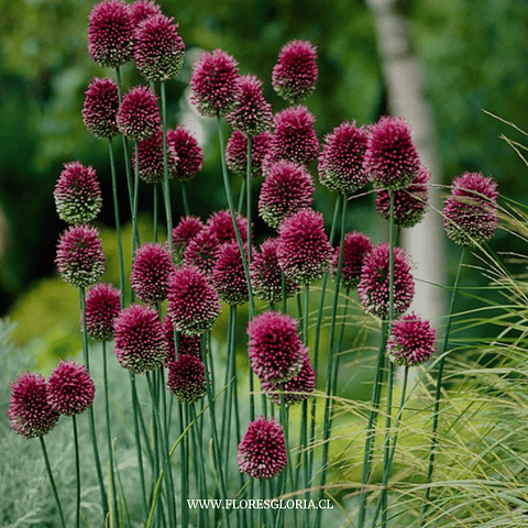 ALLIUM SPHAEROCEPHALON