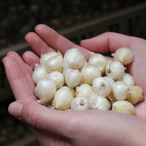 ALLIUM SPHAEROCEPHALON