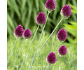 ALLIUM SPHAEROCEPHALON