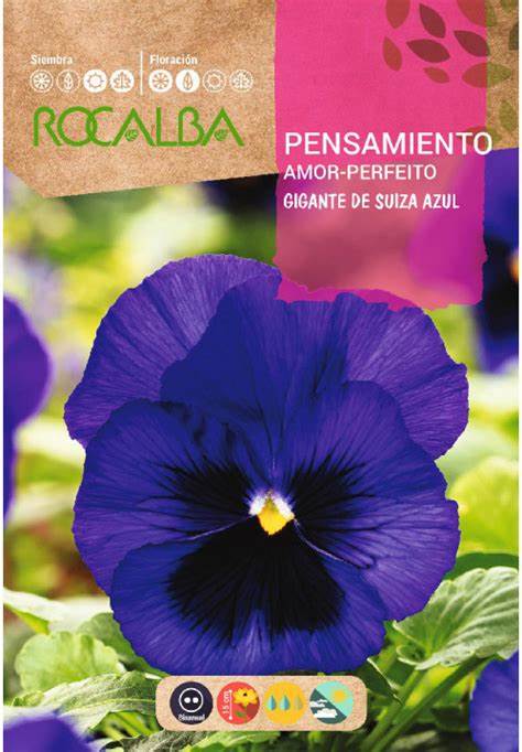 Semillas Pensamiento Azul