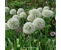 ALLIUM GIGANTE MOUNT EVEREST