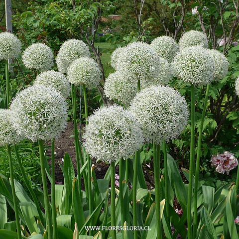 ALLIUM GIGANTE MOUNT EVEREST