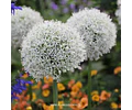 ALLIUM GIGANTE MOUNT EVEREST
