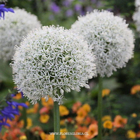 ALLIUM GIGANTE MOUNT EVEREST