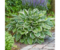 RIZOMA DE HOSTA FRANCEE