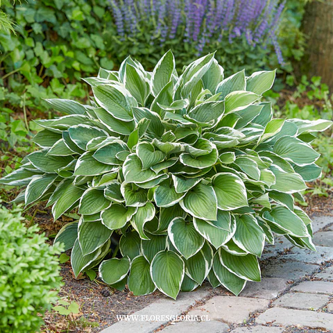 RIZOMA DE HOSTA FRANCEE
