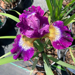  RIZOMA DE IRIS SIBIRICA CONTRAST IN STYLES 