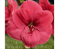 AMARYLLIS BOLERO 