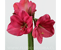 AMARYLLIS BOLERO 