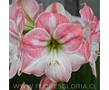 AMARYLLIS CHERRY BLOSSOM 