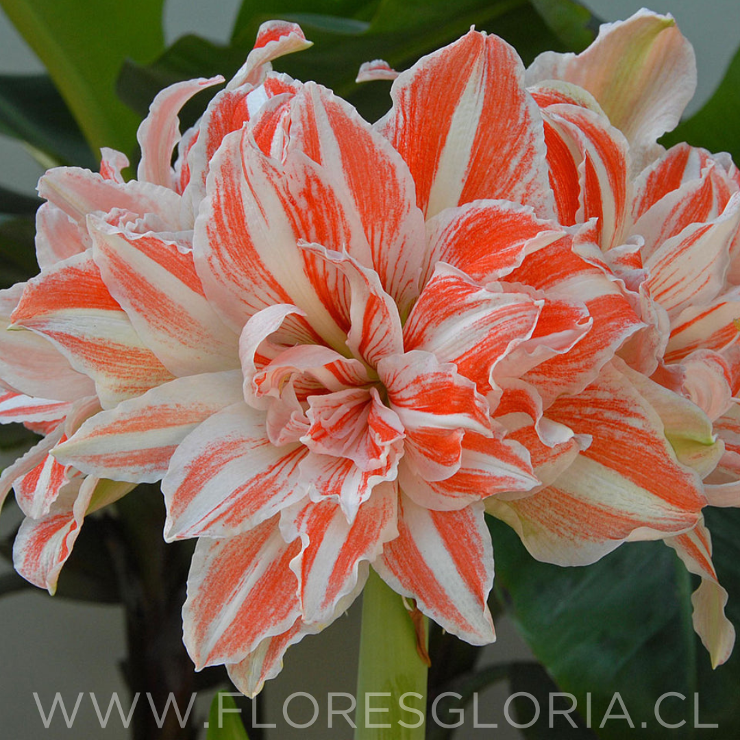 Amaryllis Dancing Queen (Bulbo)
