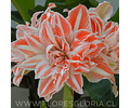 AMARYLLIS DOBLE DANCING QUEEN 
