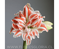AMARYLLIS DOBLE DANCING QUEEN 