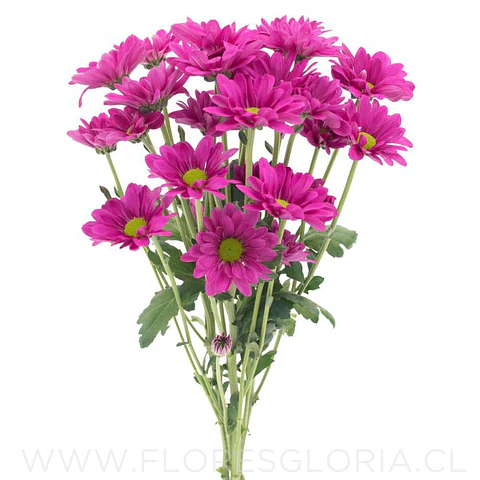 10 ESQUEJES DE CRISANTEMOS MARGARITA FUCSIA