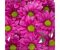 10 ESQUEJES DE CRISANTEMOS MARGARITA FUCSIA