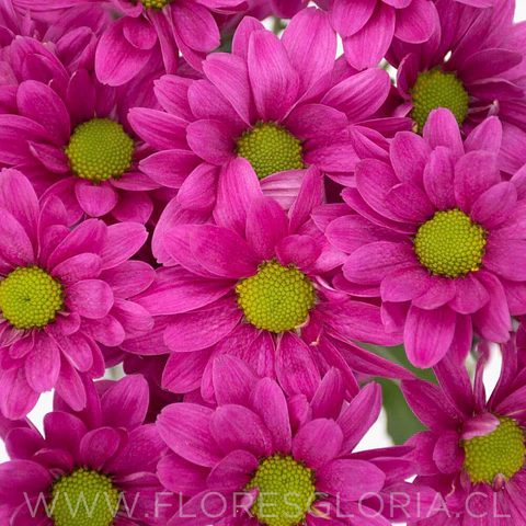 10 ESQUEJES DE CRISANTEMOS MARGARITA FUCSIA