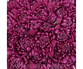 10 ESQUEJES DE CRISANTEMOS MORADO