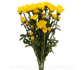 10 ESQUEJES DE CRISANTEMOS AMARILLO