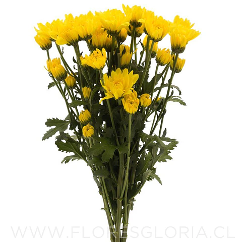 10 ESQUEJES DE CRISANTEMOS AMARILLO
